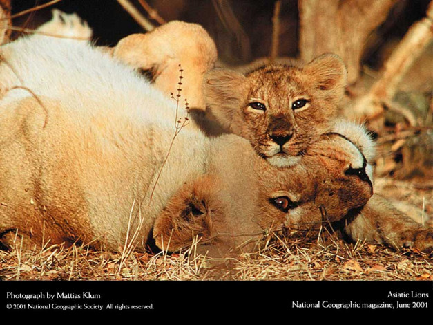 Обои картинки фото животные, львы