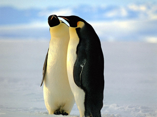 Обои картинки фото животные, пингвины