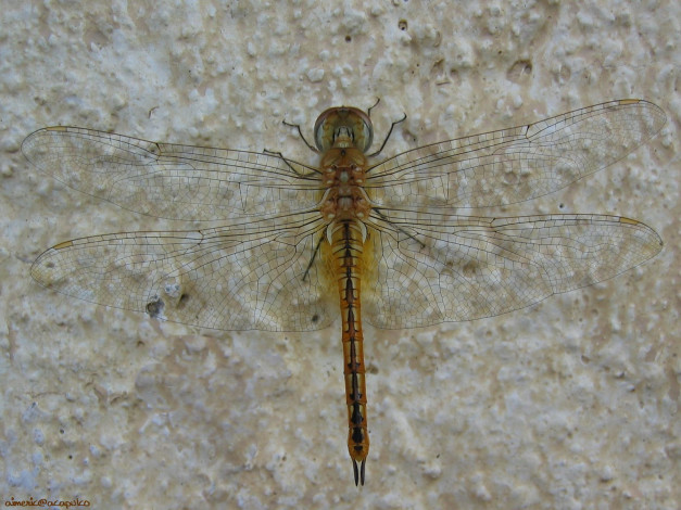 Обои картинки фото животные, стрекозы