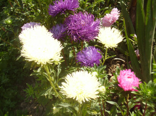 Картинка цветы астры