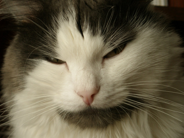 Обои картинки фото котяра, животные, коты