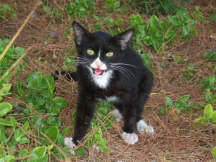 Картинка животные коты