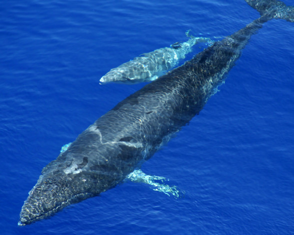 Обои картинки фото животные, киты, кашалоты