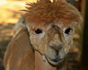 Картинка животные ламы