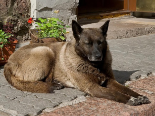 Картинка авт osdu животные собаки