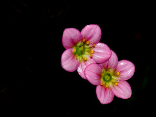 Картинка цветы