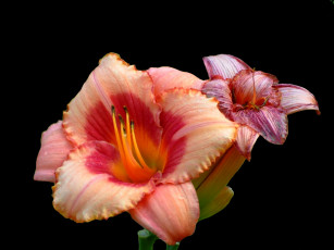 Картинка цветы лилии лилейники