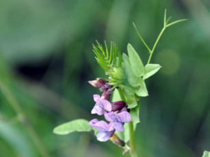 Картинка цветы луговые полевые