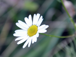 обоя цветы, ромашки