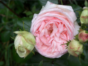 Картинка цветы розы