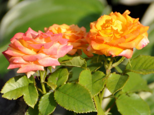 Картинка цветы розы