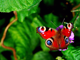 Картинка животные бабочки