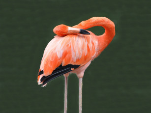Картинка животные фламинго