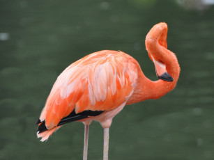 Картинка животные фламинго