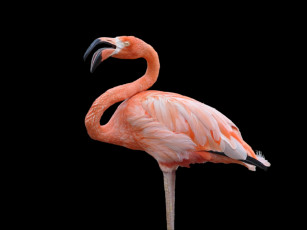 Картинка животные фламинго