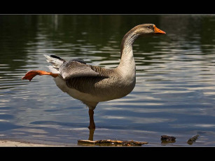 Картинка животные гуси