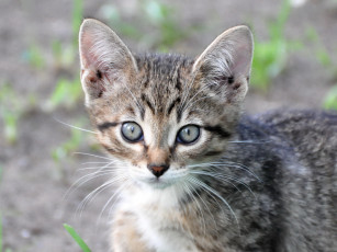 Картинка животные коты