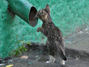 Картинка животные коты