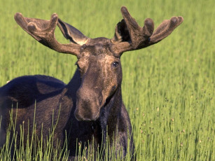 Картинка животные лоси