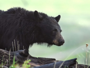 Картинка животные медведи