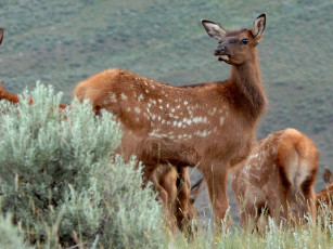 Картинка животные олени