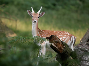 Картинка животные олени