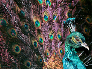 Картинка животные павлины