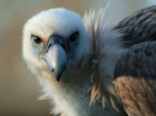 Картинка животные птицы хищники