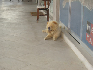 Картинка животные собаки