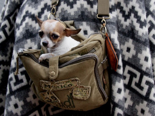 Картинка животные собаки