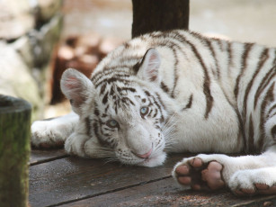 обоя животные, тигры