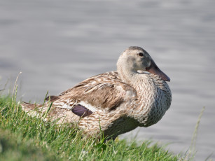 Картинка животные утки