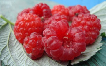 Картинка еда малина