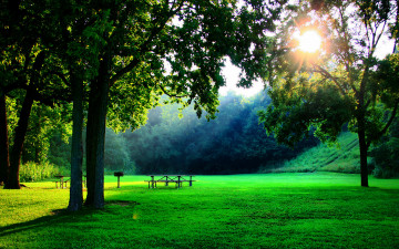 Картинка природа деревья