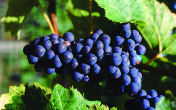 Картинка природа Ягоды виноград