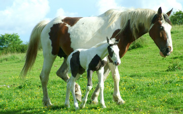 Картинка животные лошади