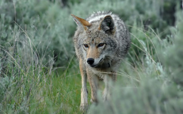 Картинка животные волки