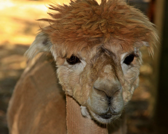 Обои картинки фото животные, ламы