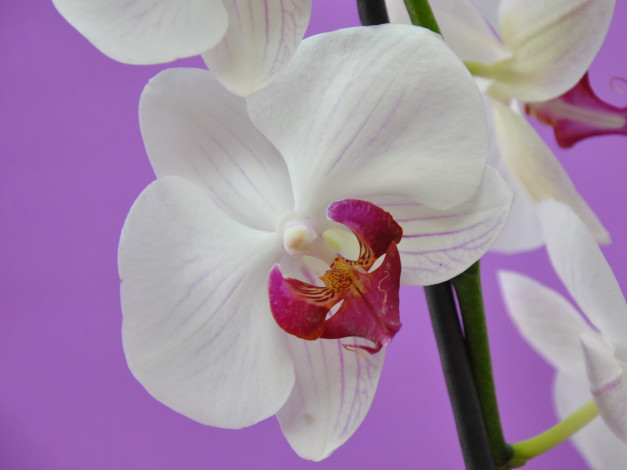 Обои картинки фото цветы, орхидеи