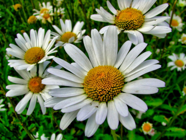 Обои картинки фото цветы, ромашки