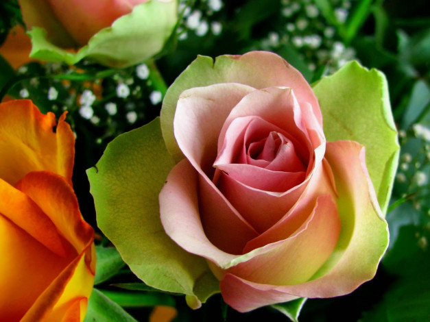 Обои картинки фото цветы, розы