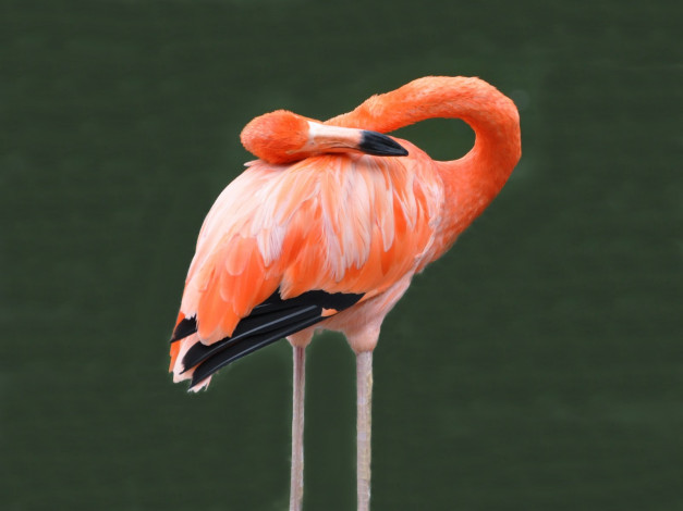 Обои картинки фото животные, фламинго