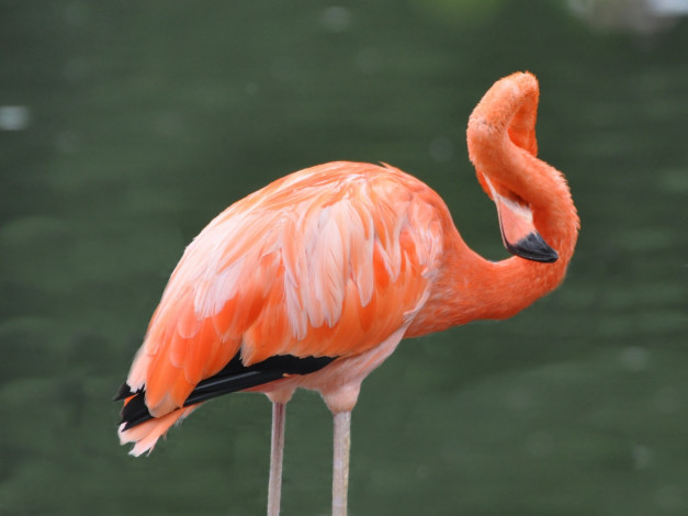 Обои картинки фото животные, фламинго