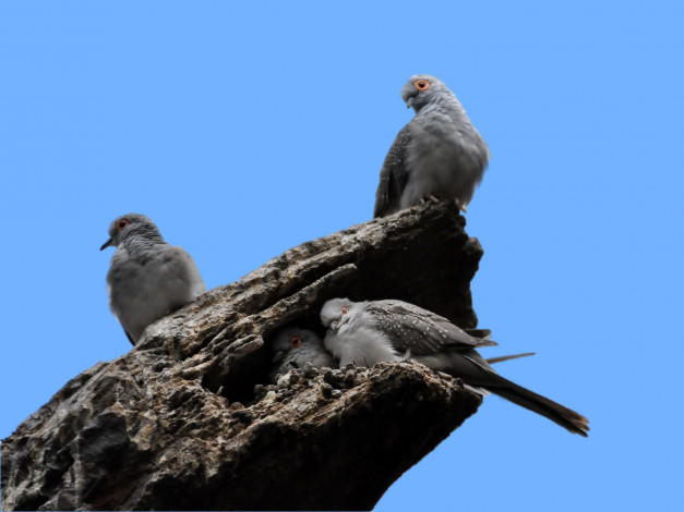 Обои картинки фото животные, голуби