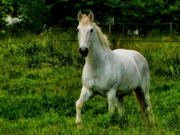 Обои картинки фото животные, лошади