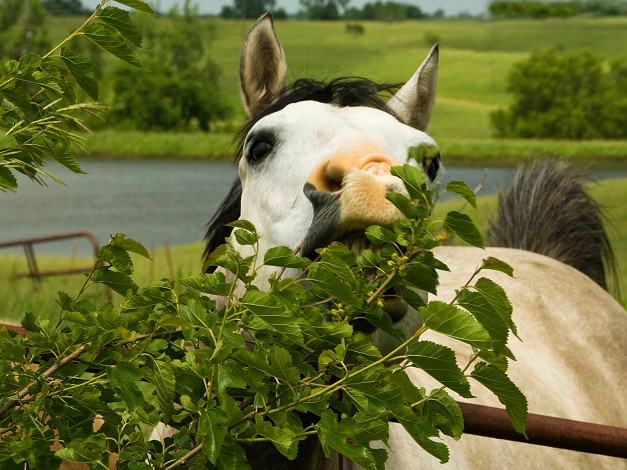 Обои картинки фото животные, лошади