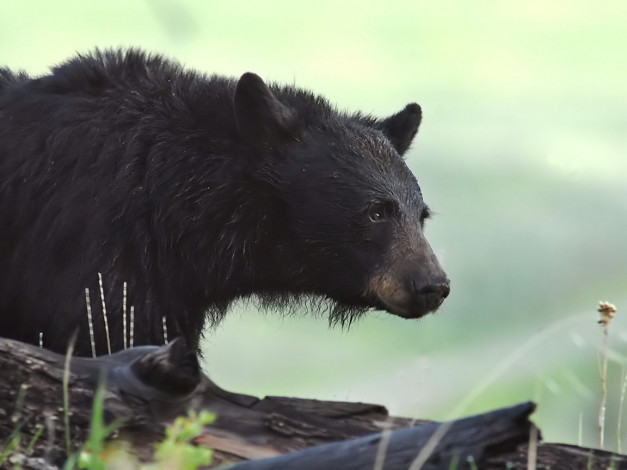 Обои картинки фото животные, медведи