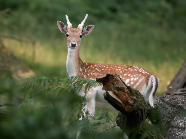 Обои картинки фото животные, олени