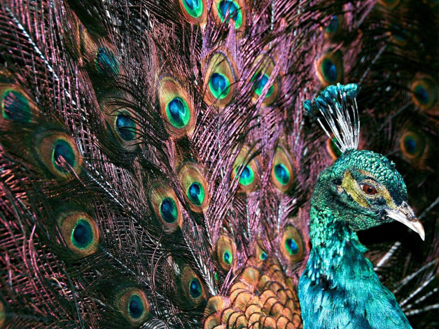 Обои картинки фото животные, павлины
