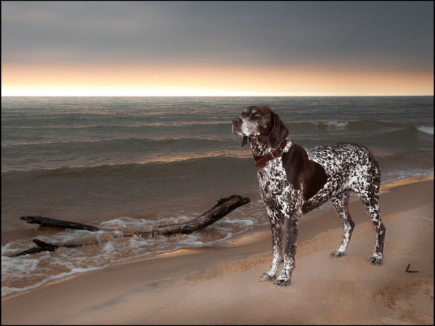 Обои картинки фото животные, собаки